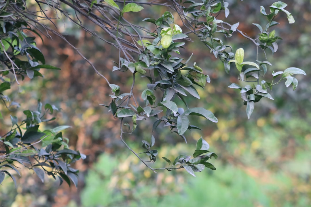 22°C Değerinde Soğuk Sıkım Sızma Zeytinyağı Tarifi - olive orchard