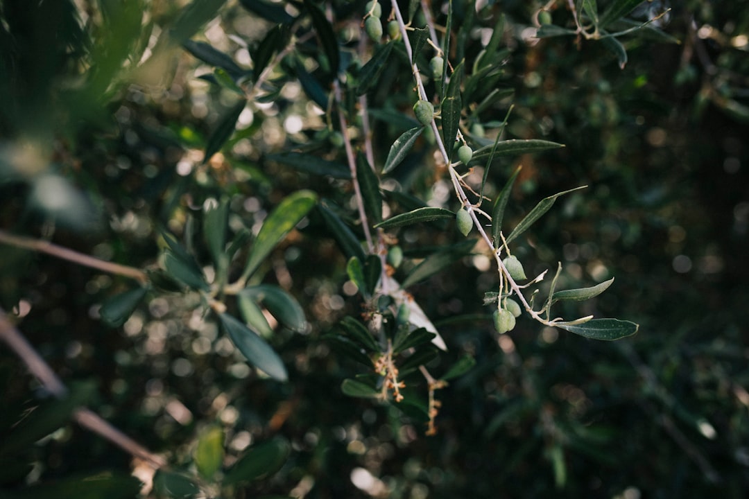 3% Asitli Zeytinyağının Aromatik Özellikleri - olive oil aroma