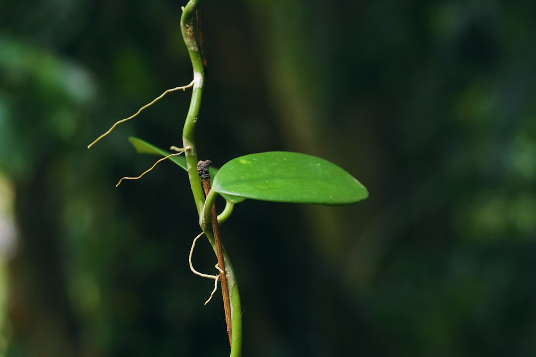 Aromatik Yağın Mutlu Sıcaklığa Etkisi - biberiye bitkisi