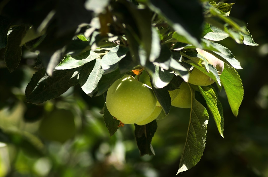 Aromatik Yağların Biberli Zeytinyağındaki Rolü - ev yapımı zeytinyağı