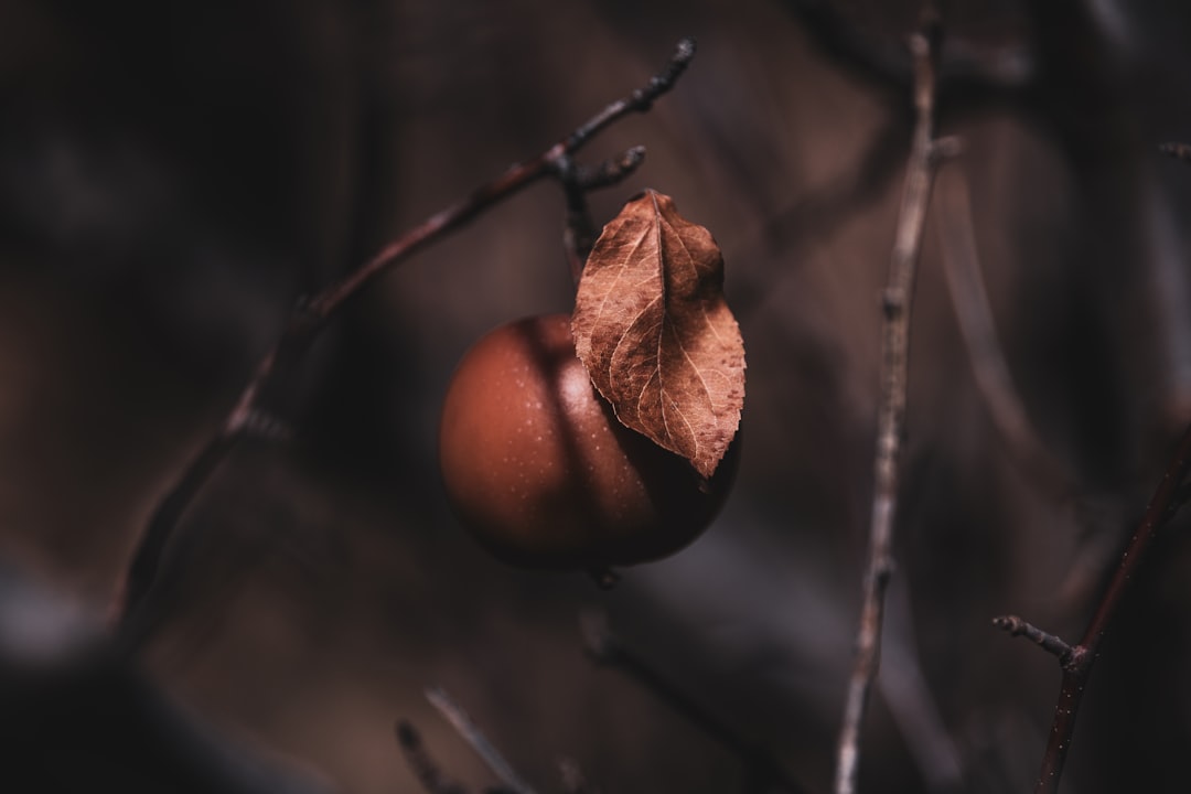 Ayvalık Coğrafi İşaretli Yağlarıyla Erken Hasatın Mirası - zeytin tarlası