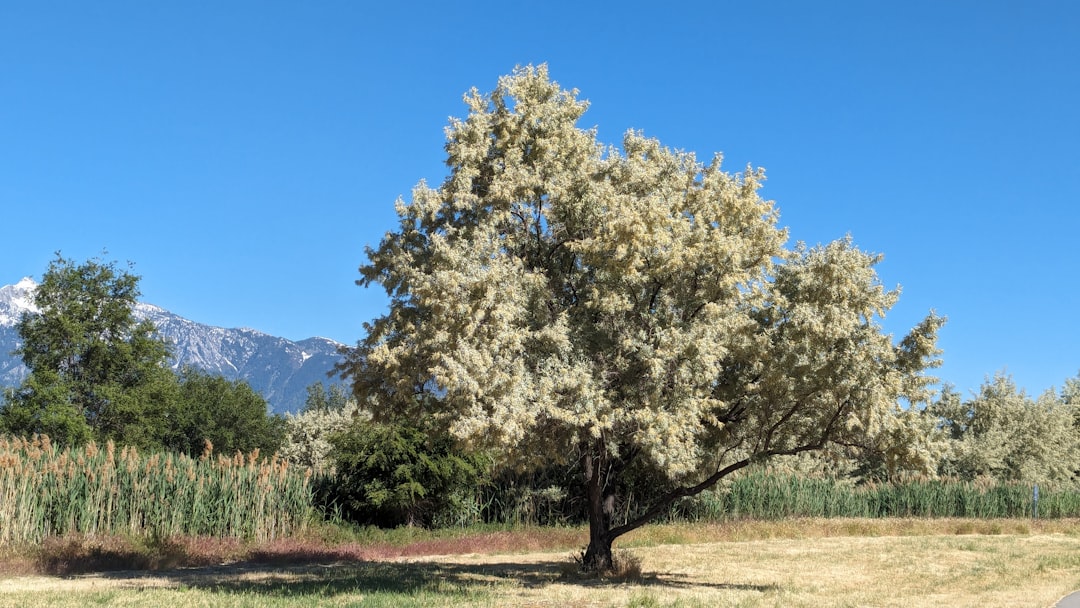 Ayvalık Erken Hasat Yağlarında Taze Tazelik - Ayvalık olive orchard