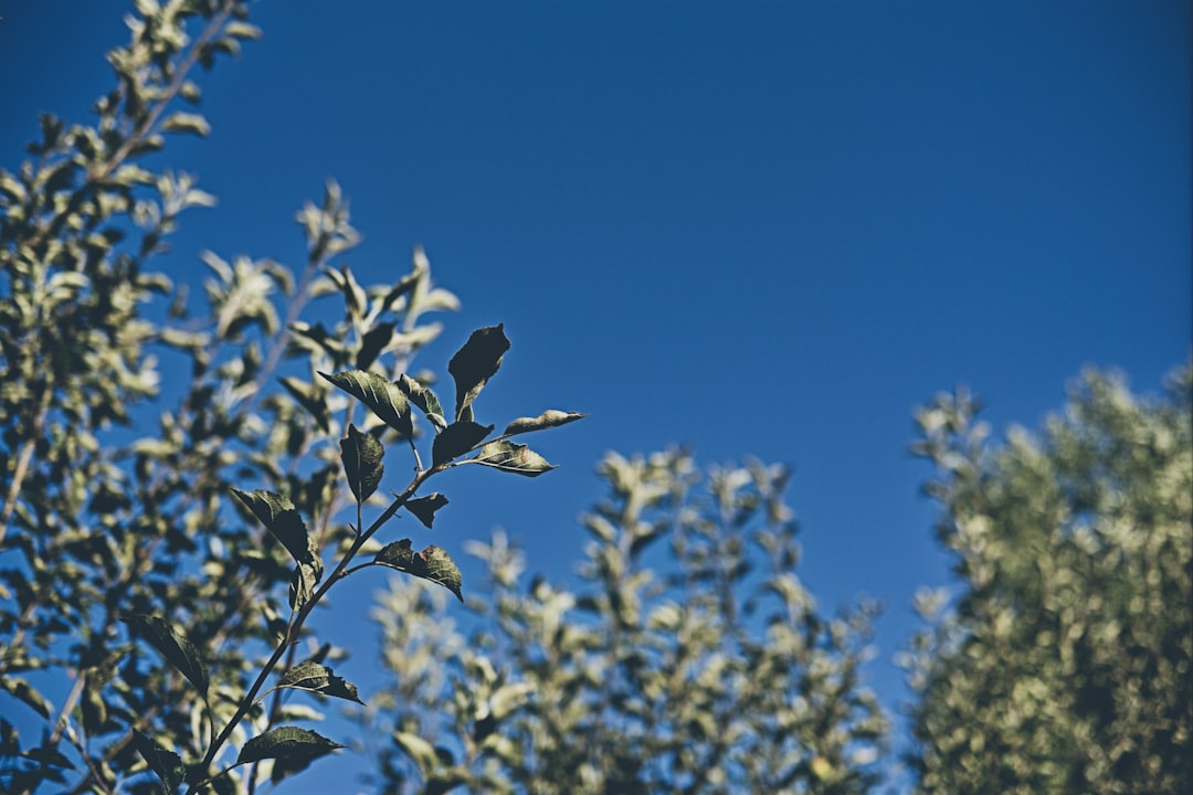 Ayvalık Erken Hasat Zeytinyağında Geleneksel Lezzet