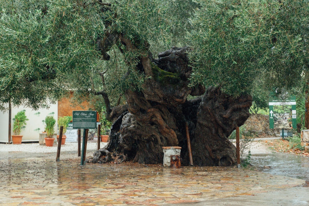Ayvalık Yağları Coğrafi İşaretle Garantili Tazelik - olive grove
