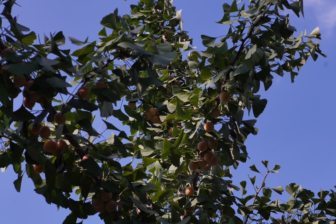 Ayvalık Zeytinyağı Erken Hasatın Lezzet Sırları - zeytin ağaçları