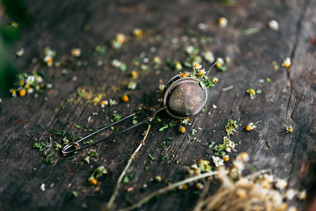 Ayvalık Zeytinyağıyla Sağlıklı Yaşam - Ayvalık zeytin tarlası
