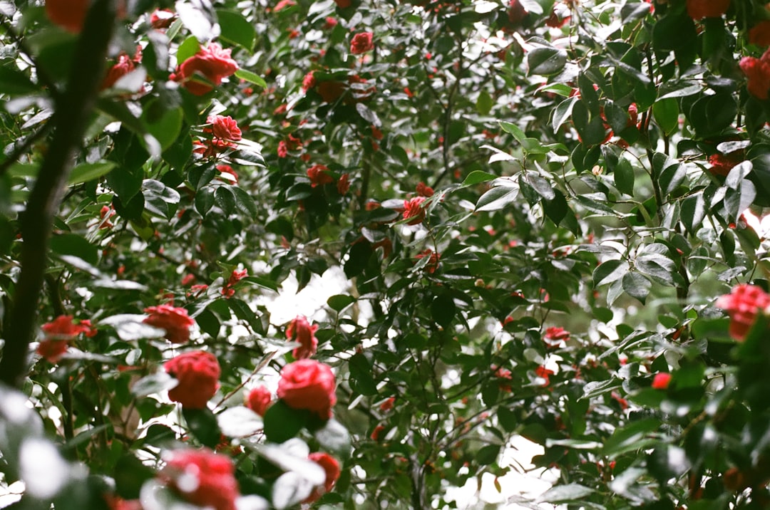 Ayvalık’da Erken Hasat Zeytinyağı Nasıl Üretilir - Ayvalik olive orchard