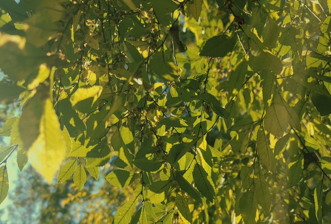 Ayvalık'ın Ege Coğrafi İşaretli Zeytinyağı - Ayvalık zeytin ağaçları