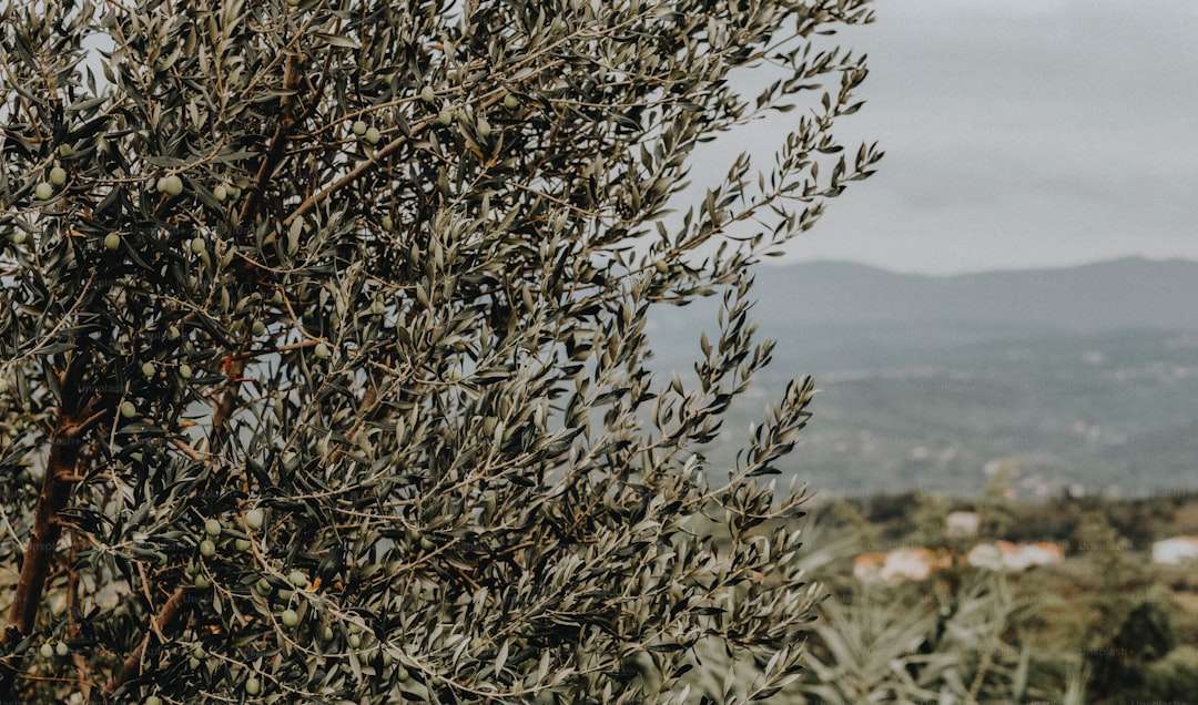 Ayvalık'ta Geleneksel İşaretli Yağların İzinde - olive grove