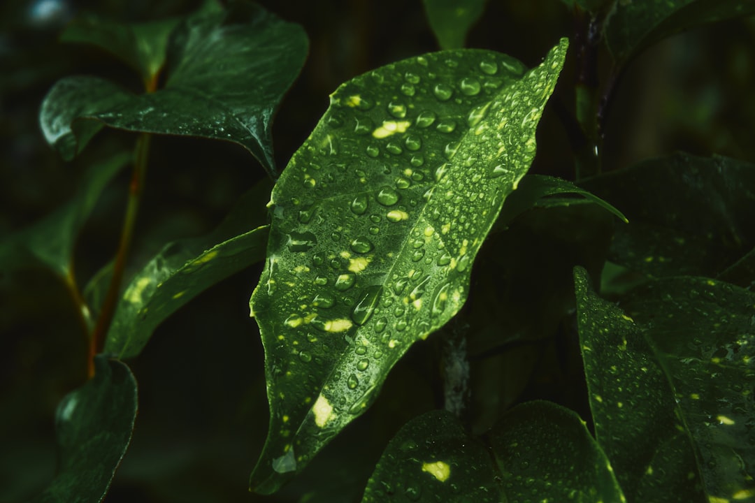 Baharatlı Yağla Mutfakta Yaratıcı Çeşitlilik - basil leaves with oil droplets