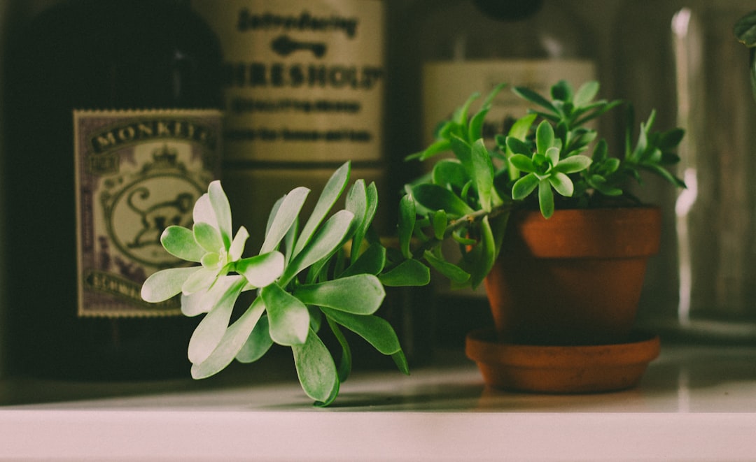 Baharatlı Yağlarla Mutfağınıza Enerji Katın - herb kitchen