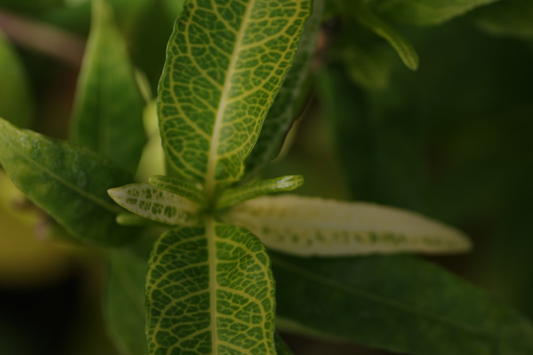 Biberiye Aromalı Yağla Ziyafetlerinizi Güzelleştirin - biberiye bitkisi