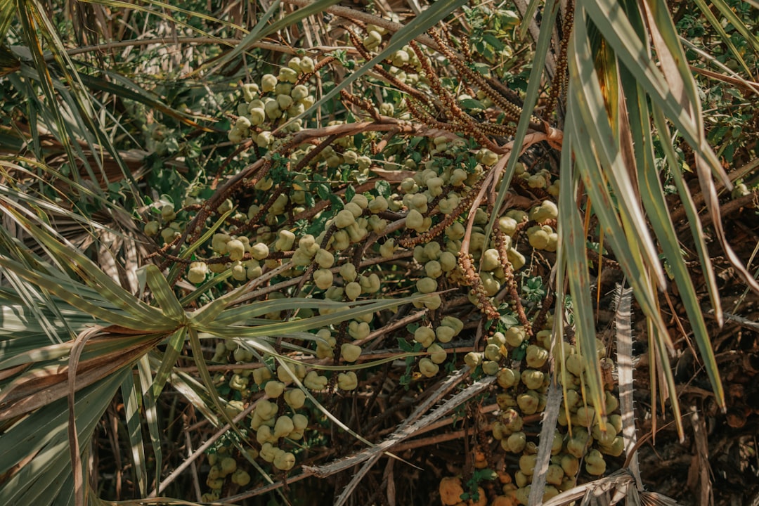 Bodur Zeytin Çeşidinde Milas Zeytinyağının Lezzet Dengeleme Sanatı - olive oil tasting