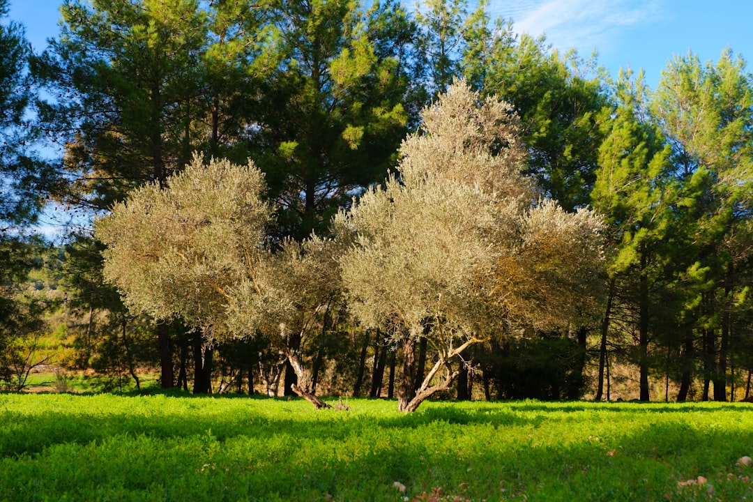 Bodur Zeytinle Yükselen Milas'ın Duru Yağını Keşfedin