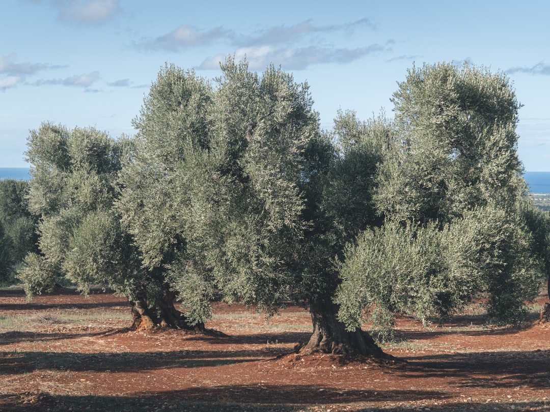Bodur Zeytinle Yükselen Milas'ın Duru Yağını Keşfedin - Milas olive grove