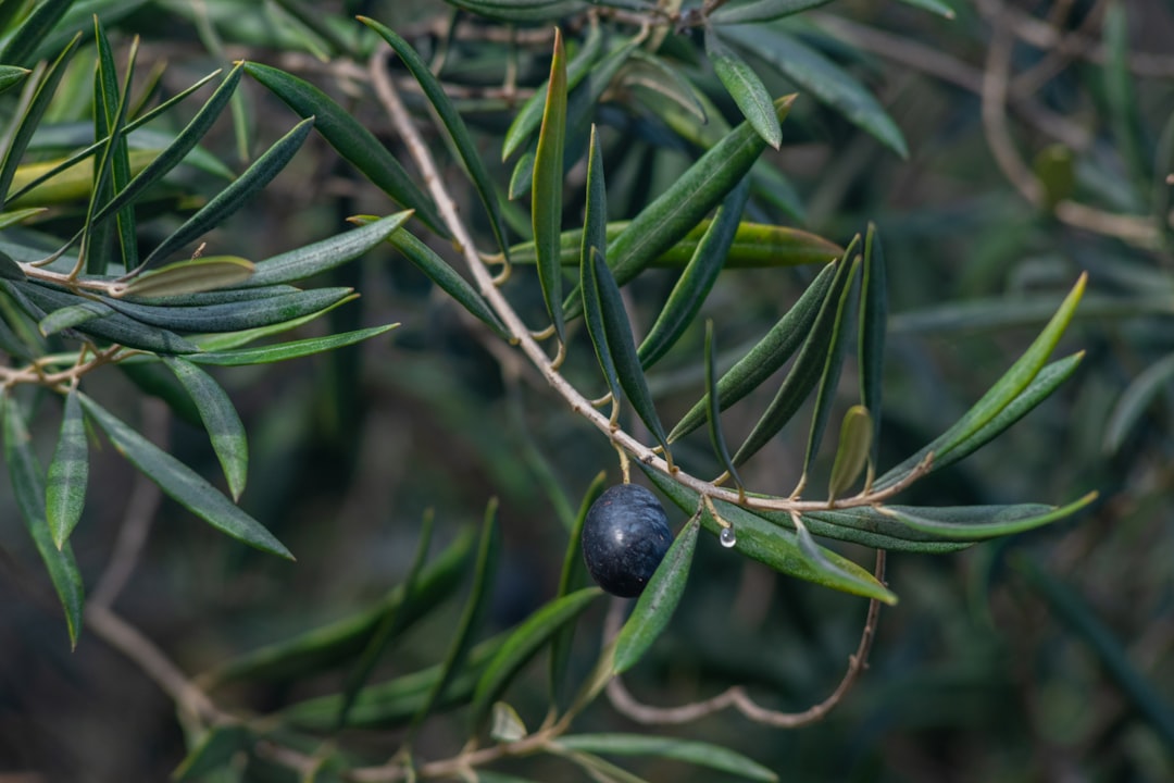 Bodur Zeytinle Yükselen Milas'ın Duru Yağını Keşfedin - olive harvest