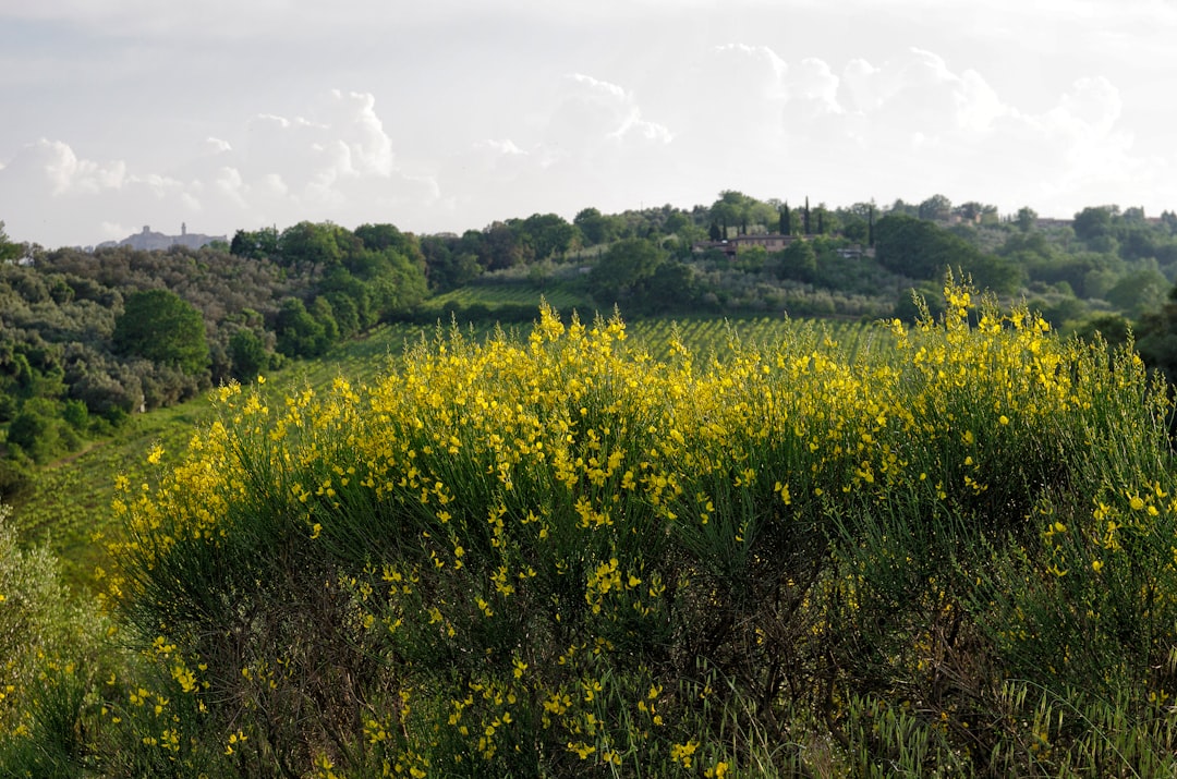 Bölgesel Lezzet Setiyle Zeytinyağı Keşif Yolculuğu - olive oil region map