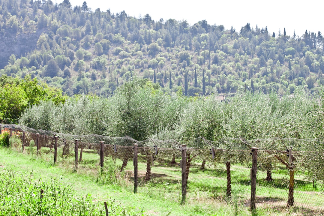 Bölgesel Tadım Kutusu Zeytinyağı Seçeneklerini Öğrenmek - olive orchard