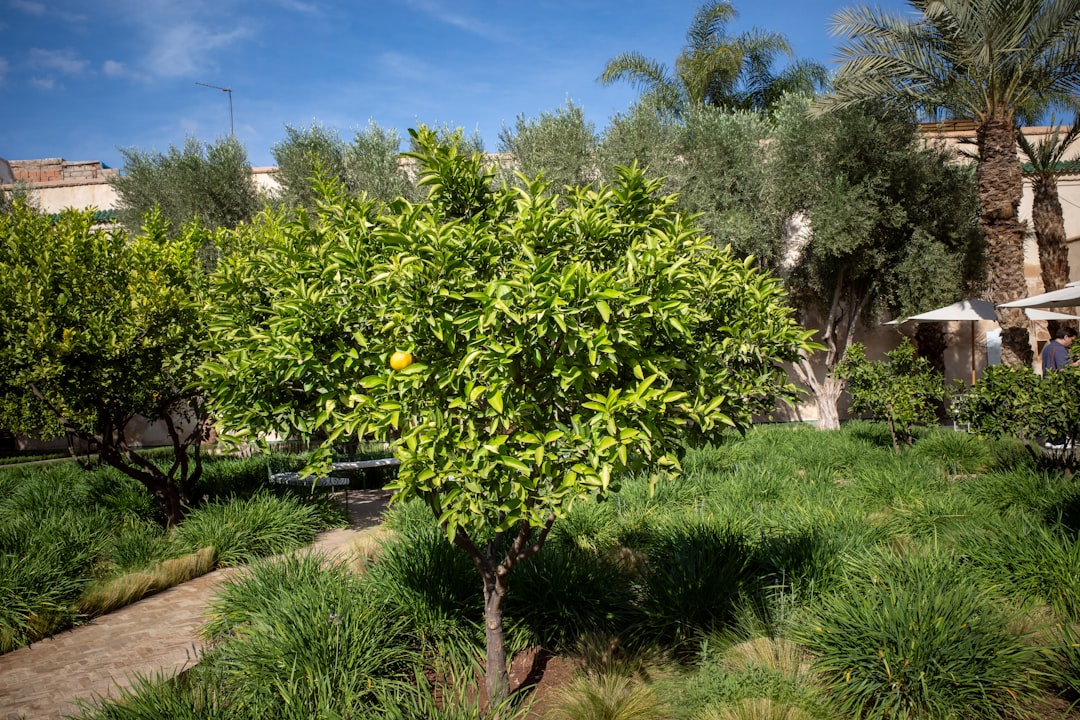 Bölgesel Yağ Kutusu ile Zeytinyağı Bilgisi Derinleştirmek - olive orchard