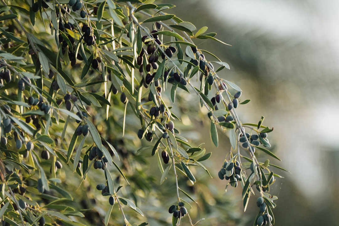 Coğrafi İşaretli Ege Yağları Ayvalık Aromaları 27°C