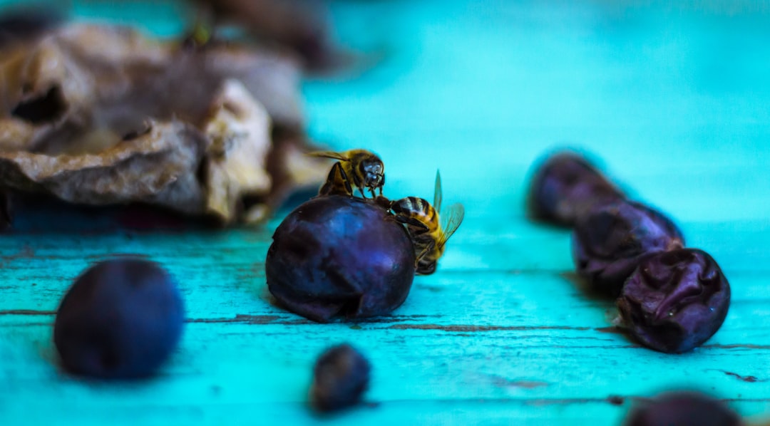 Coğrafi İşaretli Ege Yağlarıyla Ayvalık Mutfağı - Ayvalık zeytin tarlası