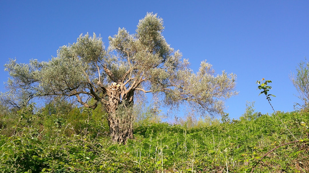 Coğrafi İşaretli Yağlar ve Kültürel Miras - olive oil extraction process