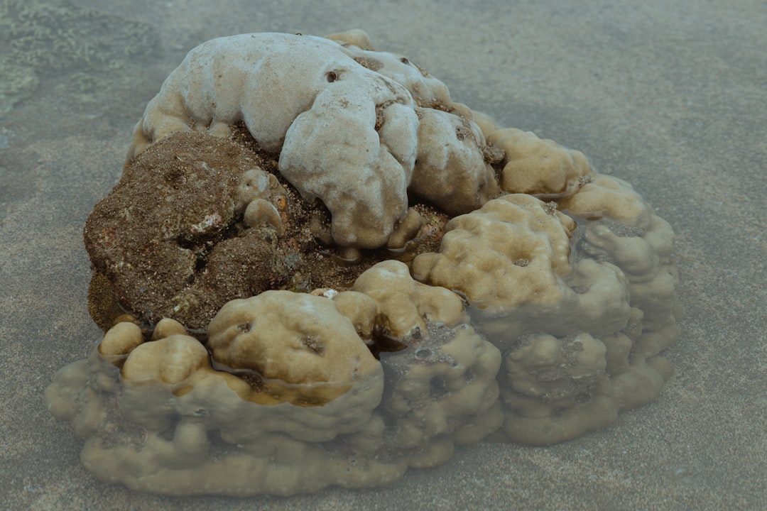 Coğrafi İşaretli Yağlar ve Tüketici Tercihleri - Biyolojik olarak parçalanabilir ambalaj