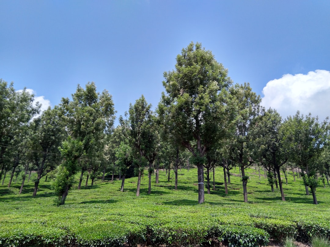 Doğal Rafineleme: Naturel Birinci ve Riviera Yağları - olive orchard