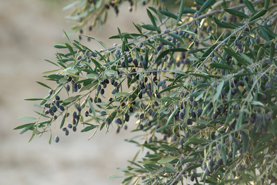 Doğal Soğuk Sıkım Yöntemiyle Üretilen Zeytinyağları - olive oil pressing