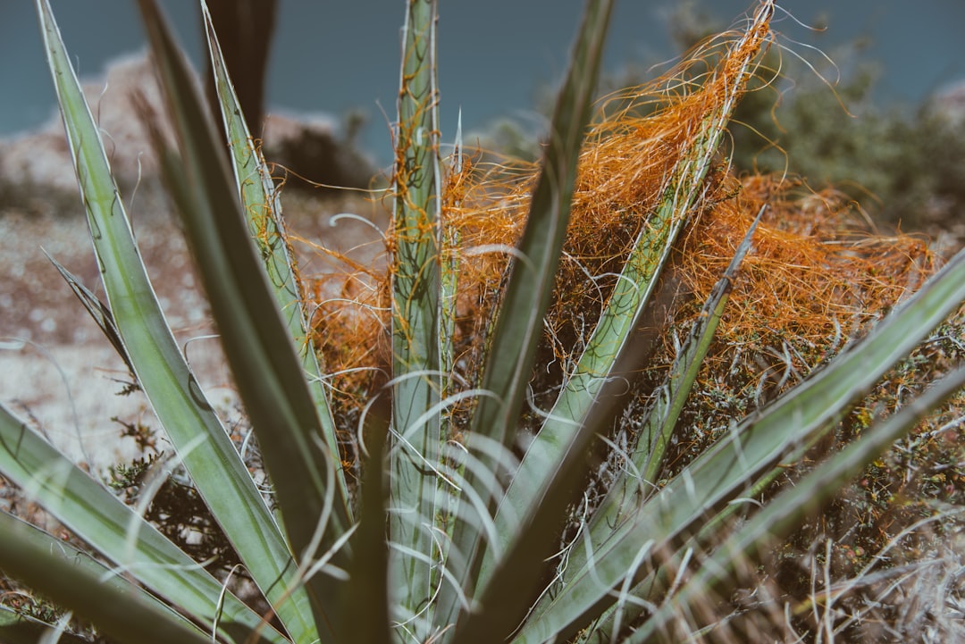 Doğal Yağların Çevre Dostu Özellikleri - nature plants