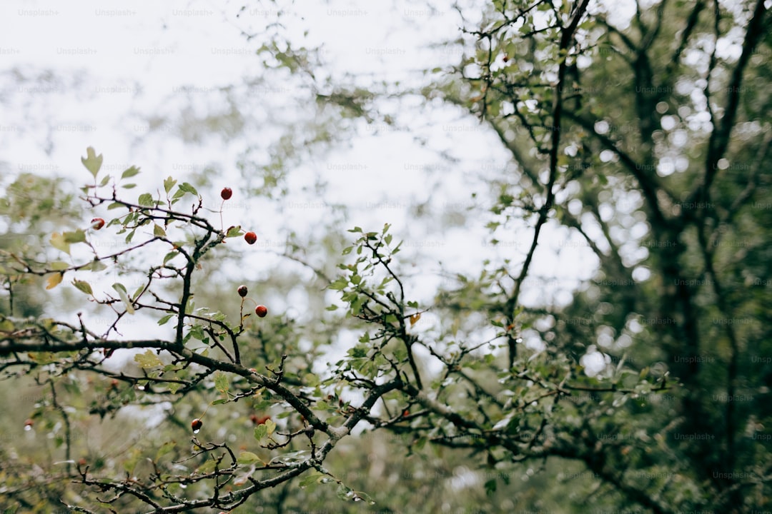 Doğal Yağların Hafif Dalgası - olive orchard