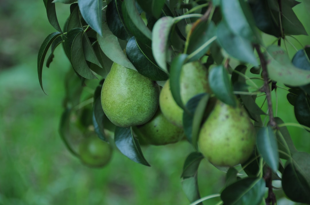 Doğal Yıldızlar: Naturel Birinci ile Riviera Zeytinyağı - olive orchard