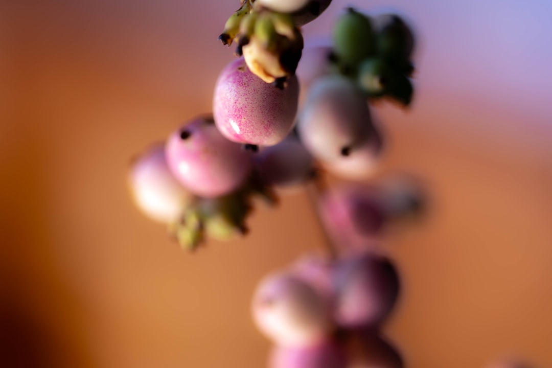 Doğal Zeytinyağıyla Fırınlanmış Börek - zeytinyağı damlası