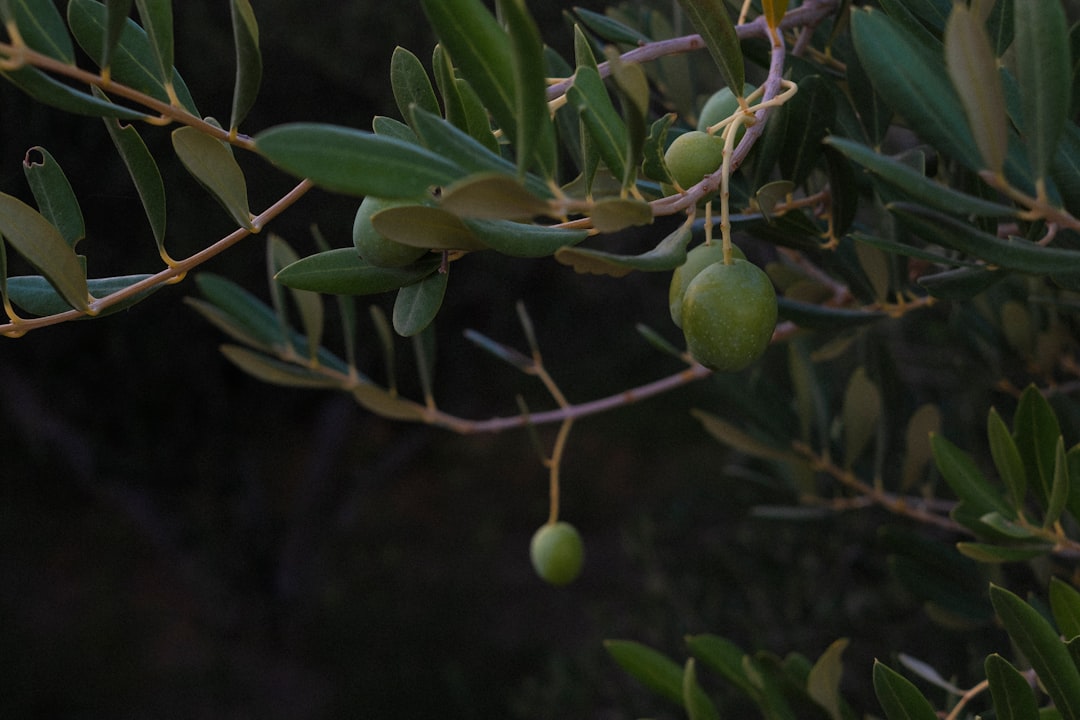 Domat Tipi Zeytinlerde Çeşitli Dolgu Seçenekleri - domat olive