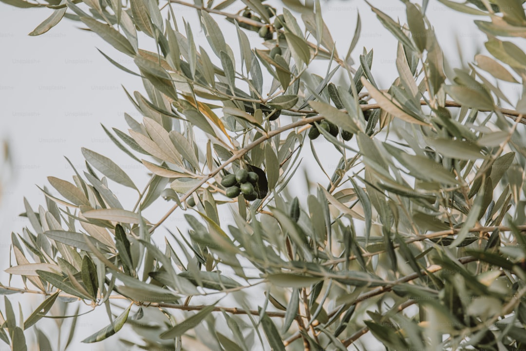 Domat Yağı Ege'nin Özgün Aroması - olive tree