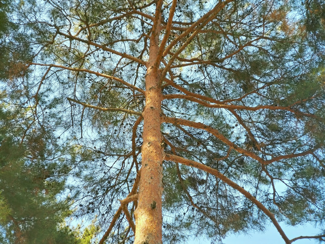 Domat Yağının Ege Mutfağındaki Yeri - domat tree