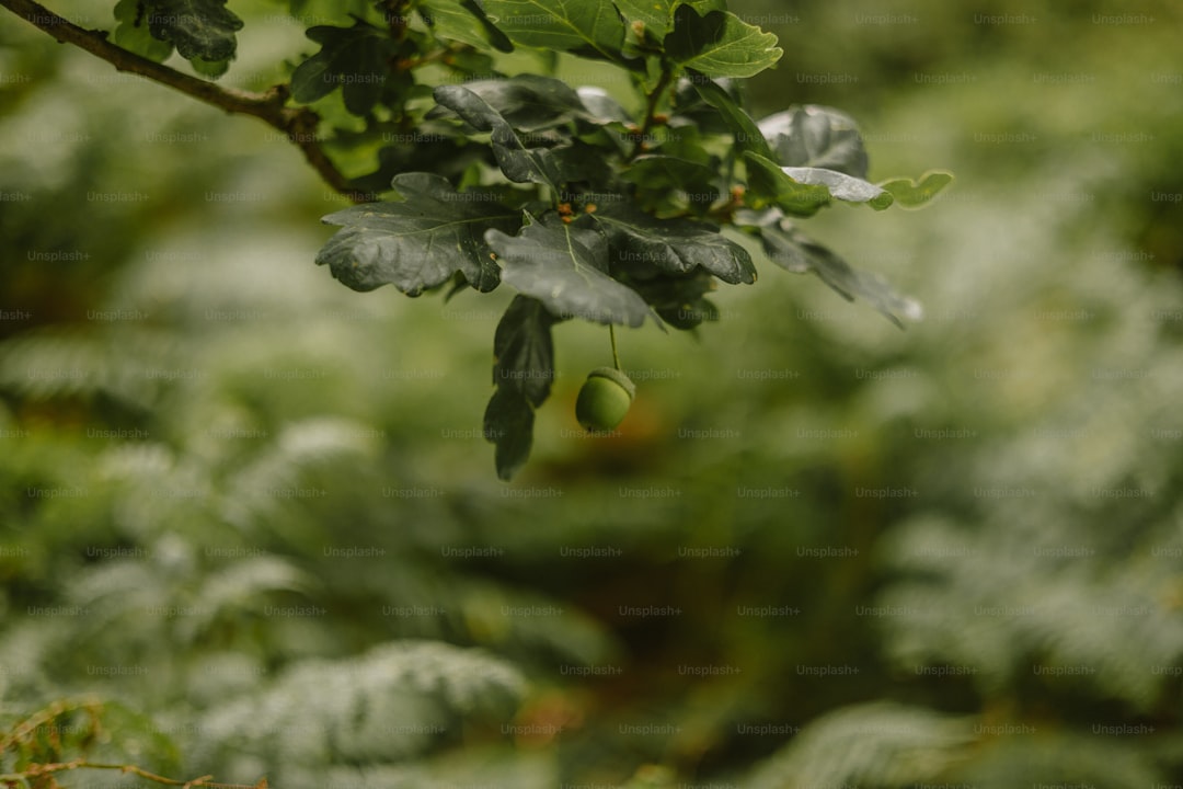 Domat Yağıyla Zenginleşen Ege Çorbaları - olive orchard