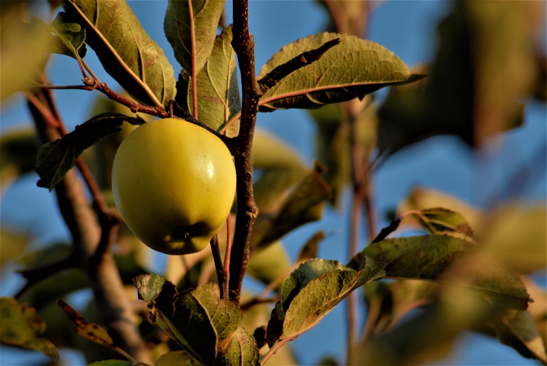 Domat Zeytiniyle Evde Kolay Dolgulu Zeytin Hazırlama - olive orchard
