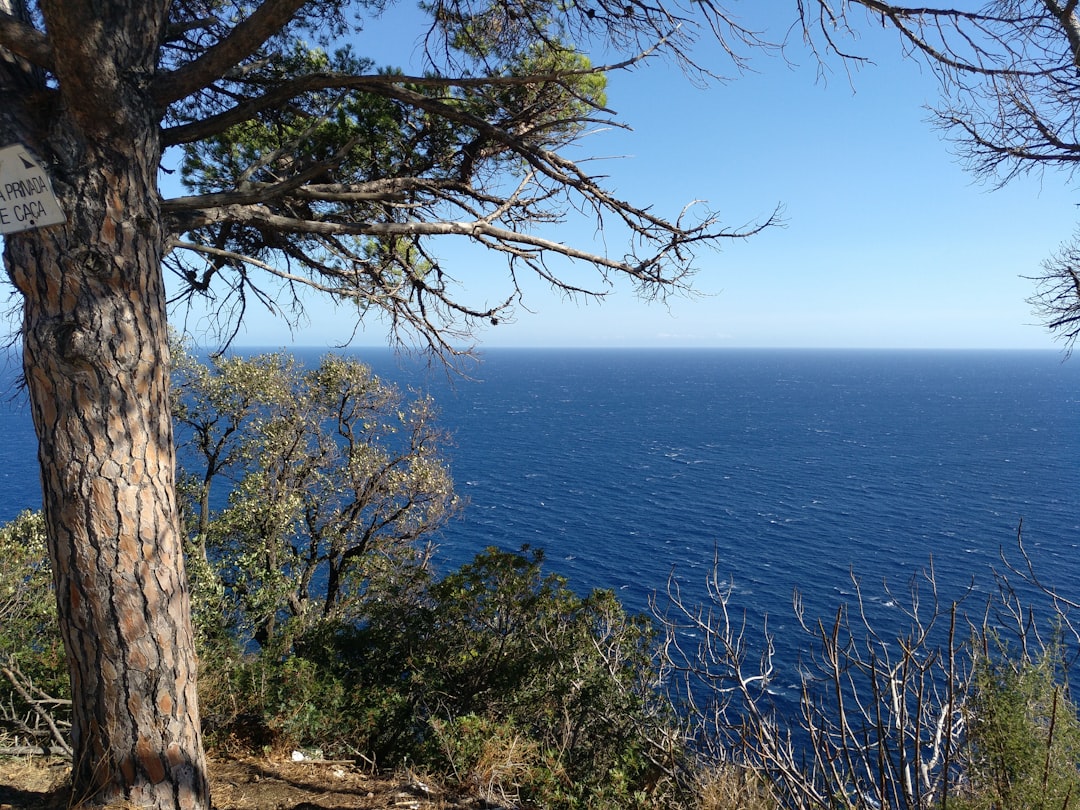 Edremit Körfezi Yağları Klasik Tadın Yeni Yüzü - sea breeze over olive grove