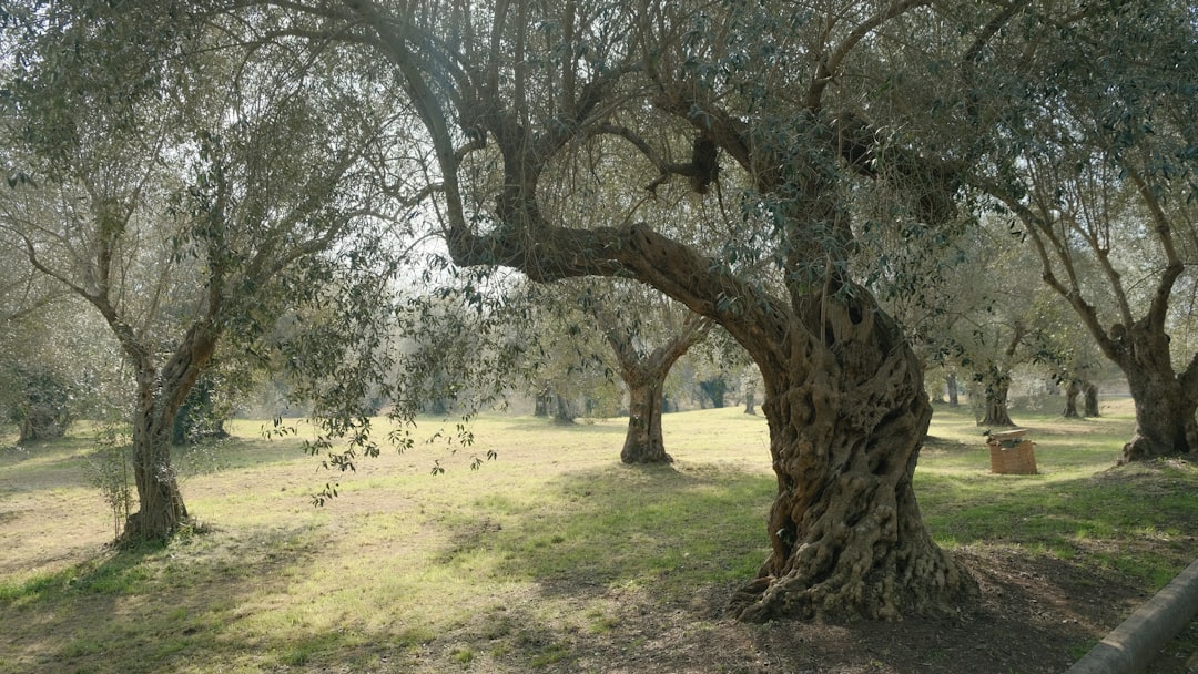 Edremit Körfezi'nin Geleneksel Taş Baskı Yağı - olive orchard