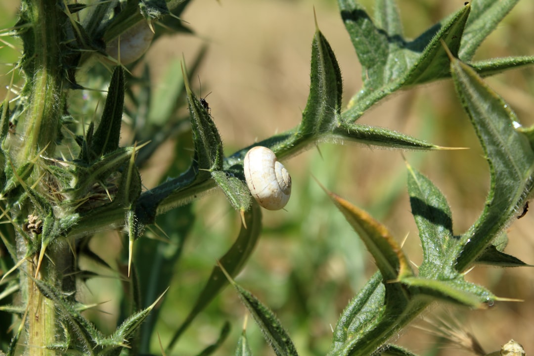 Ege Coğrafi İşaretli Yağlar Ayvalık'ın Gururu - Ayvalık olive oil festival