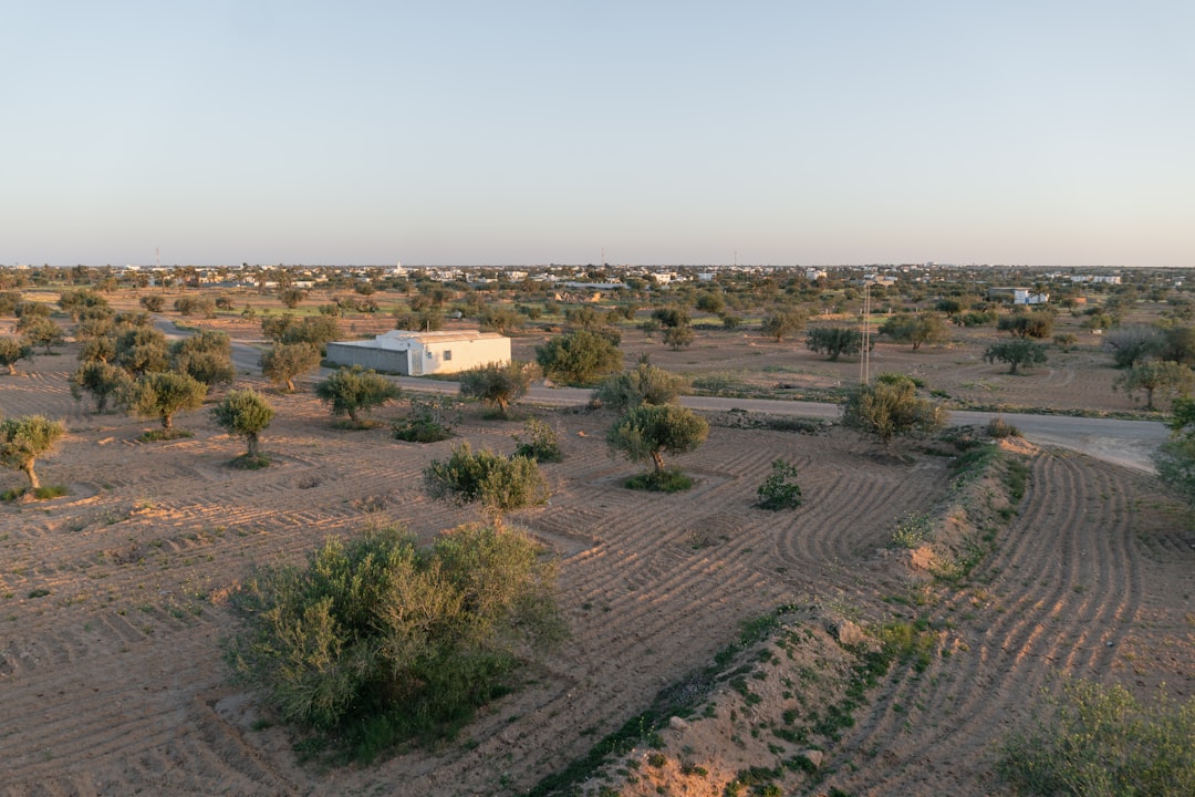 Ege Coğrafi İşaretli Yağlarda Ayvalık'ın Yeri - olive grove