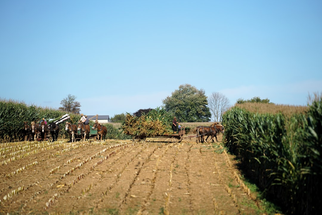 Ege Coğrafi İşaretli Yağları Domat Lezzeti - agricultural field in Ege