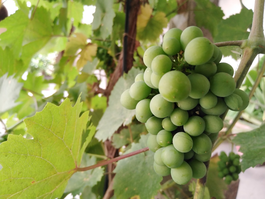 Ege Coğrafi İşaretli Yağları Domat Lezzeti - grape harvesting in Ege