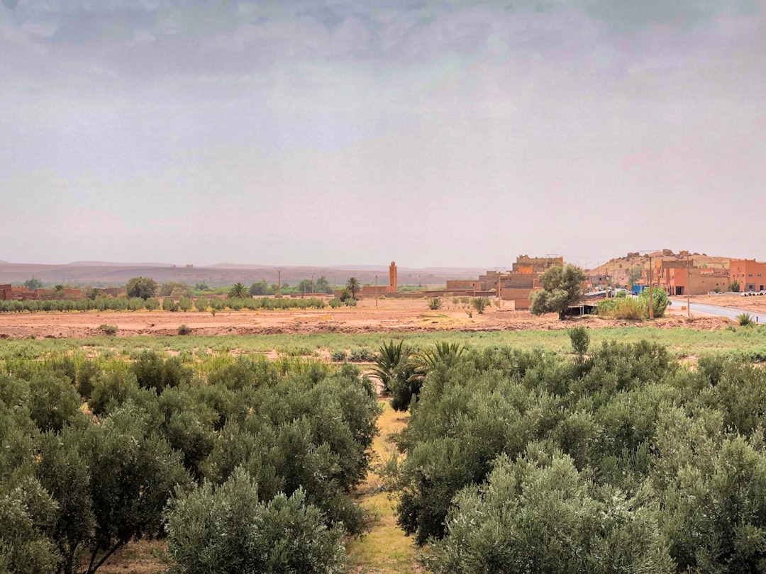 Ege Coğrafi İşaretli Yağları İçinde Milas Zeytinyağının Yükselişi