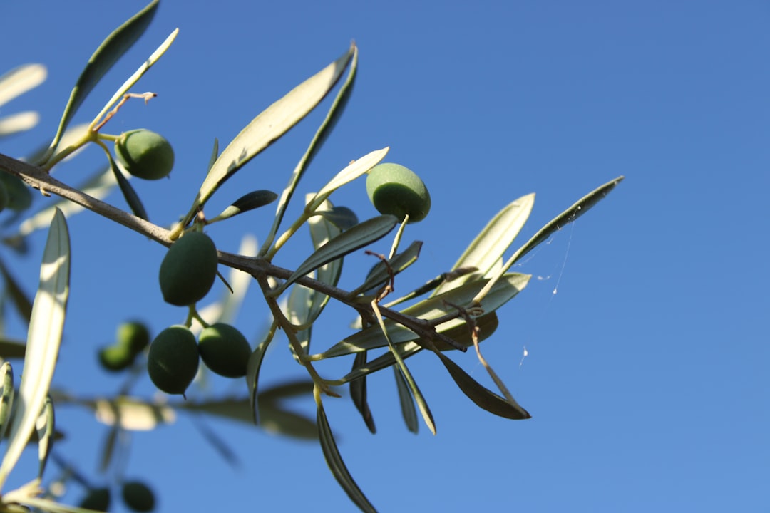 Ege Coğrafi İşaretli Yağlarının Altın Klasörü: Milas Zeytinyağı
