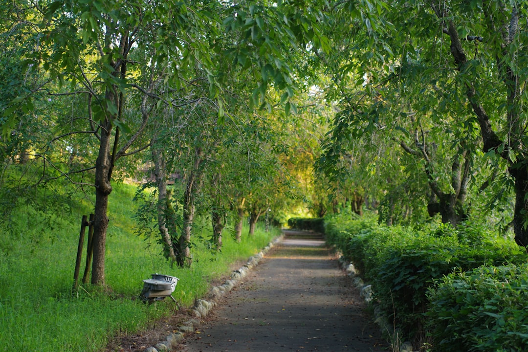 Ege Mutfağında Milas Zeytinyağı ile Yaratıcılık - milas olive grove