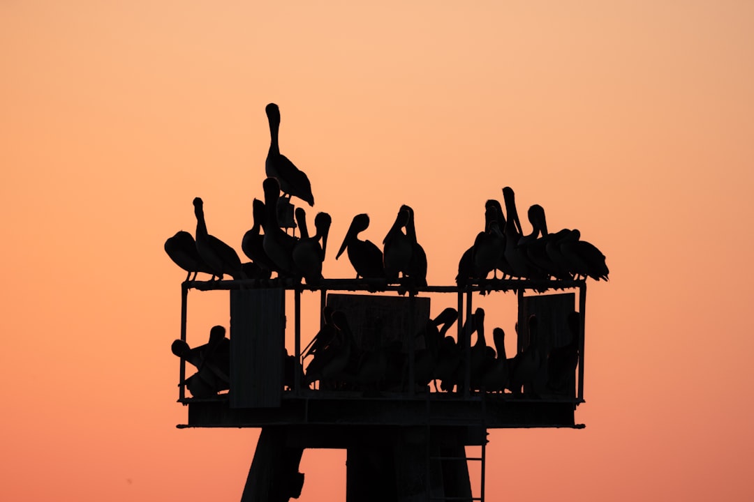 Ege Yağları İçin Çiftçi Rehberi - oil press