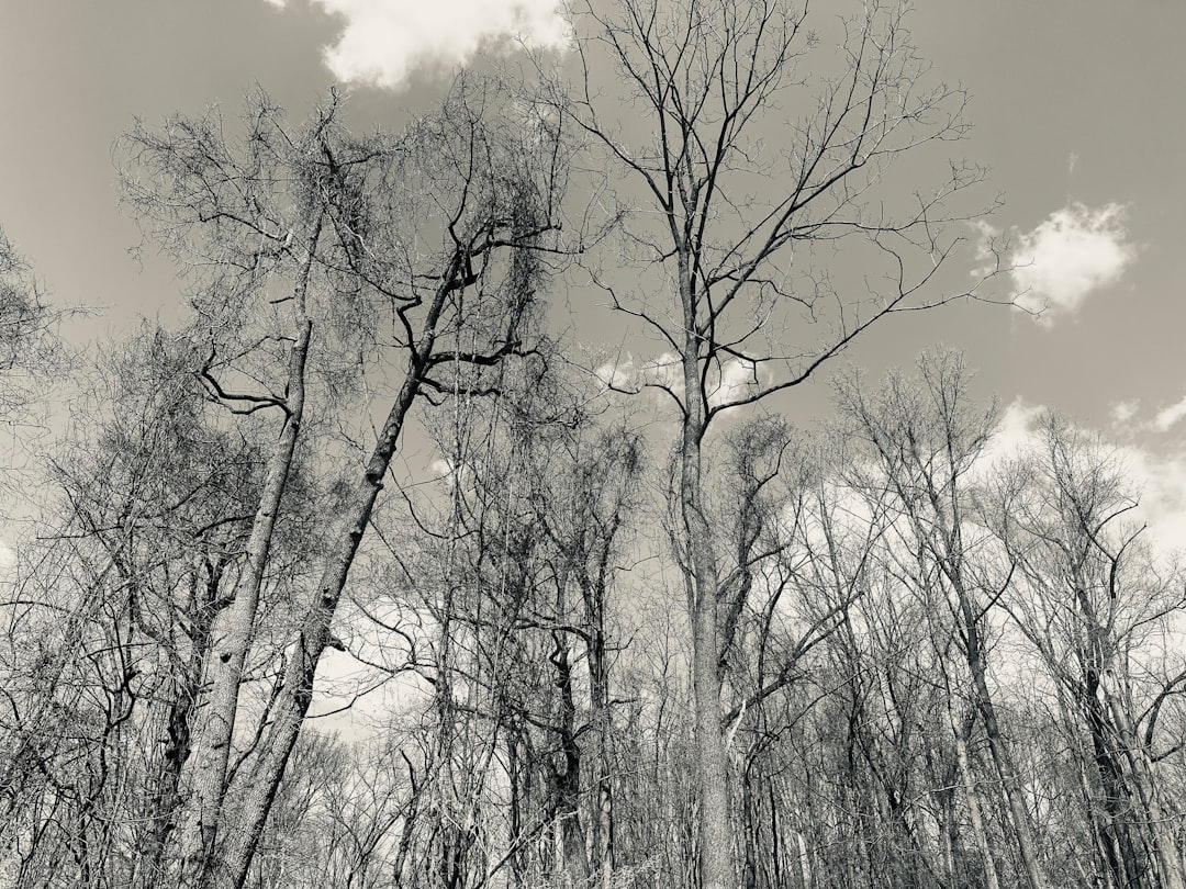 Ege Yağları Yamalak Sarısı ile Geleneksel Yöresel Tadı - yamalak ağaçları