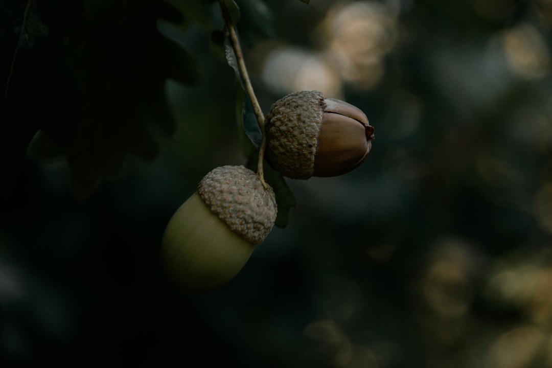 Ege'de Coğrafi İşaretli Milas Zeytinyağının Büyüsü - Milas zeytin hasadı